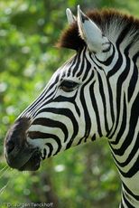 Zebra (16 von 28).jpg